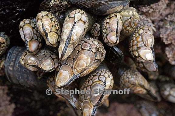 gooseneck barnacles 1 graphic